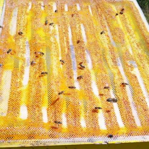 Rohes natürliches Bienenpropolis - 10g