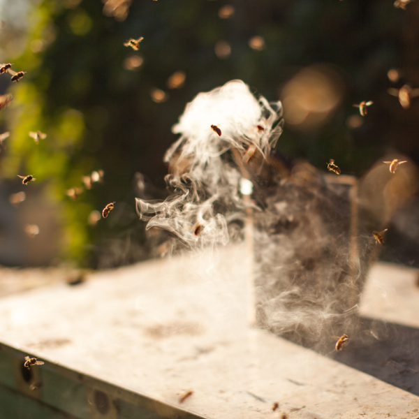 Everything You Need To Know About the Honeybees